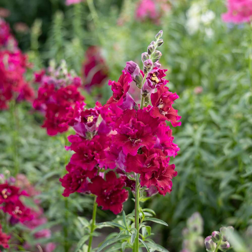 Lejongap 'Madame Butterfly Red' (frö)